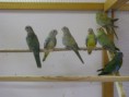 /album/odchov-2011/snimek-087-jpg/